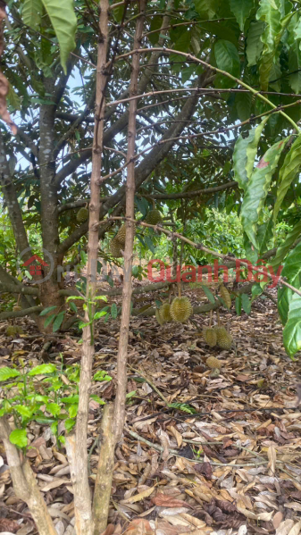 Property Search Vietnam | OneDay | Nhà ở | Niêm yết bán | Chính chủ bán đất Bắc Sơn, Đắk Mil, Lâm Đồng - 2,75ha, cách QL14 chỉ 400m, có hồ 2.000m3