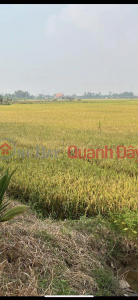 Property Search Vietnam | OneDay | Residential, Sales Listings BEAUTIFUL LAND - GOOD PRICE - For Quick Sale Land Lot Location In An Chau Town - Chau Thanh - An Giang