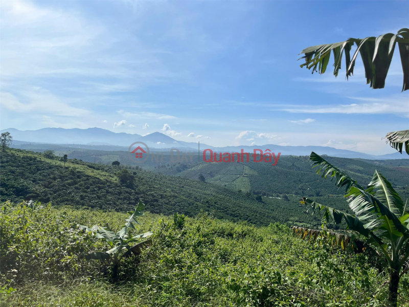 OWNER Needs To Quickly Sell A LOT OF LAND IN TAN CHAU COMMUNE, DI LINH, Lam Dong - EXTREMELY CHEAP PRICE Sales Listings