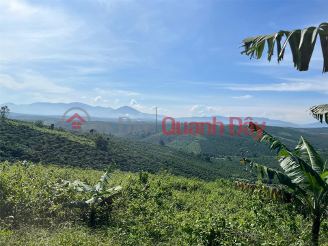 OWNER Needs To Quickly Sell A LOT OF LAND IN TAN CHAU COMMUNE, DI LINH, Lam Dong - EXTREMELY CHEAP PRICE _0