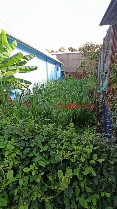 Owner Needs To Quickly Sell Land In Thai Binh Commune, Chau Thanh District, Tay Ninh _0