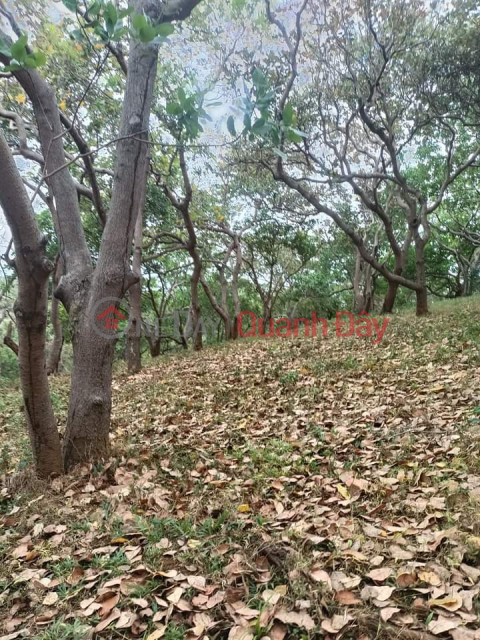 1.8 BILLION FOR 3 HA CASHEW HARVEST, DONG NAI COMMUNITY, BU DANG, BINH PHUOC _0