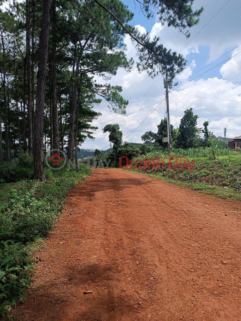 OWNER Needs To Quickly Sell A LOT OF LAND IN TAN CHAU COMMUNE, DI LINH, Lam Dong - EXTREMELY CHEAP PRICE _0