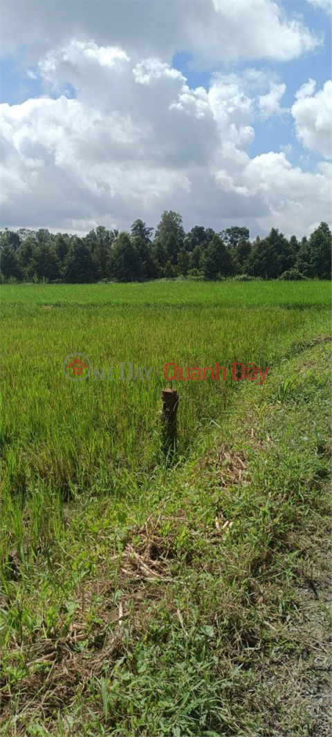 NEED FOR QUICK SALE OF LAND LOT WITH BEAUTIFUL LOCATION IN Mang Thit, Vinh Long _0