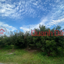 ĐẦU TƯ SINH LỜI – CHÍNH CHỦ CẦN BÁN ĐẤT Tại Xã Trường Đông, thị xã Hòa Thành, tỉnh Tây Ninh _0