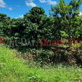 Selling field land with coffee, pepper, and other secondary crops in Nghia Thang Commune, Dak Nong _0