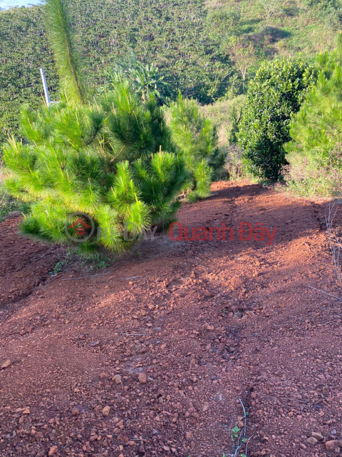 Chính Chủ Bán 500m2 Đất Tại Lý Thường Kiệt, Phường Lộc Phát, TP. Bảo Lộc, Tỉnh Lâm Đồng (nay thuộc P1) _0