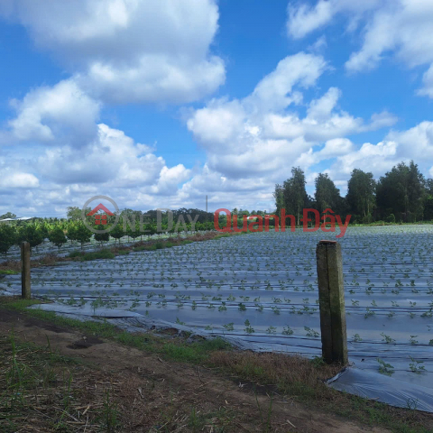 ĐẤT ĐẸP - GIÁ TỐT - CHÍNH CHỦ Cần Bán đất Ấp Mỹ Lộc, Xã Mỹ khánh, Huyện Phong Điền, Cần Thơ. _0