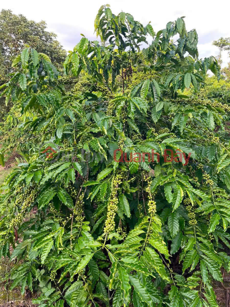 ĐẤT CHÍNH CHỦ - GIÁ TỐT Địa Chỉ Thôn Thanh Thái, Xã Nâm Nung, Huyện Krông Nô, Đắk Nông, Việt Nam Bán, đ 1,8 tỷ
