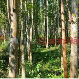 ►Tam Ky An Phu land 5215m2, has 400m2 of urban residential land, good location, investment price _0
