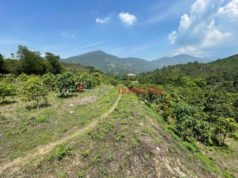 BEAUTIFUL LAND - CHEAP PRICE - OWNER QUICKLY SELLS Plot of Land for Growing Mangoes in Vinh Phuong, Nha Trang, Khanh Hoa | Vietnam Sales đ 7.7 Billion