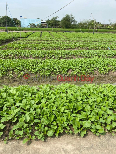 Land for sale by owner 200m from Huynh Thi Luong Street - Can Giuoc Long An (85m2) Late blooming, with Pink Book _0