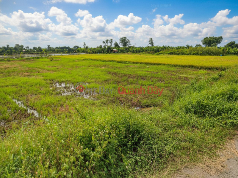 Giảm 100tr! Đất SHR HXH 246m2, Nở hậu – Trần Thị Năm Q12 SS Niêm yết bán