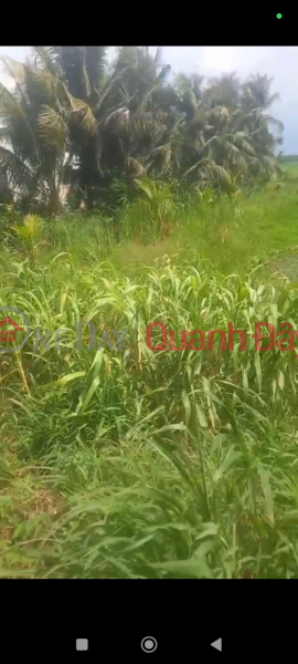 đ 3.75 Billion HOT HOT! - Owner Needs to Sell 2 Lots of Land in Phuong Thanh commune, Cang Long district, Tra Vinh province