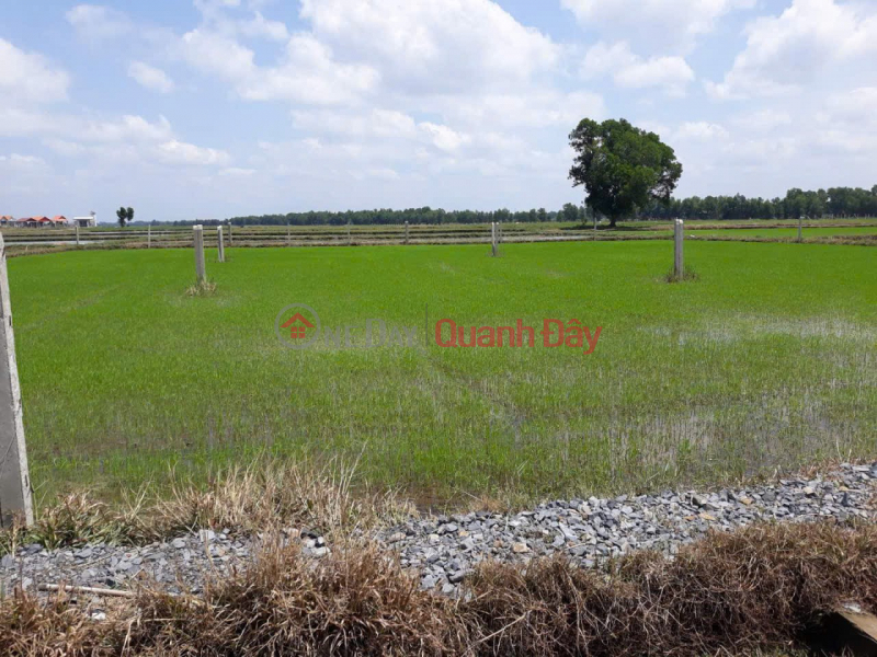 PRIME LAND - GREAT PRICE - OWNER SELLING QUICKLY A POTENTIAL PLOT OF LAND IN CU CHI DISTRICT, HO CHI MINH CITY | Vietnam | Sales | đ 1.6 Billion