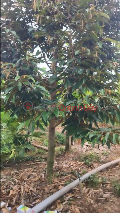 Land for sale: 16 acres of durian plantation with Red Book title deed in Tan Duong, District Road 1, Dong Thap. _0