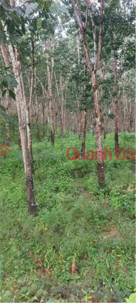 BEAUTIFUL LAND - INVESTMENT PRICE - LAND FOR SALE in Tho Son, Bu Dang, Binh Phuoc Sales Listings