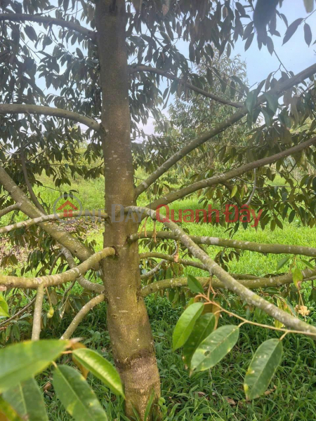 đ 1.65 Billion BEAUTIFUL LAND - PROFITABLE INVESTMENT - Durian Garden Land for Sale RI6 Tan Thoi Commune, Phong Dien, Can Tho