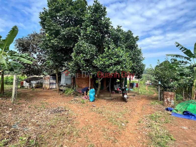 Property Search Vietnam | OneDay | Residential Sales Listings, Owner emigrating needs to sell quickly: 7,000m2 land for 1.2 billion VND - bordering the Srêpốk River, Buôn Ma Thuột, Đắk Lắk province.