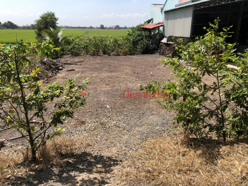 Beautiful Land - Good Price - Owner Needs to Sell Land Lot in Beautiful Location in My Lac Commune, Thu Thua District, | Vietnam Sales ₫ 4.2 Billion