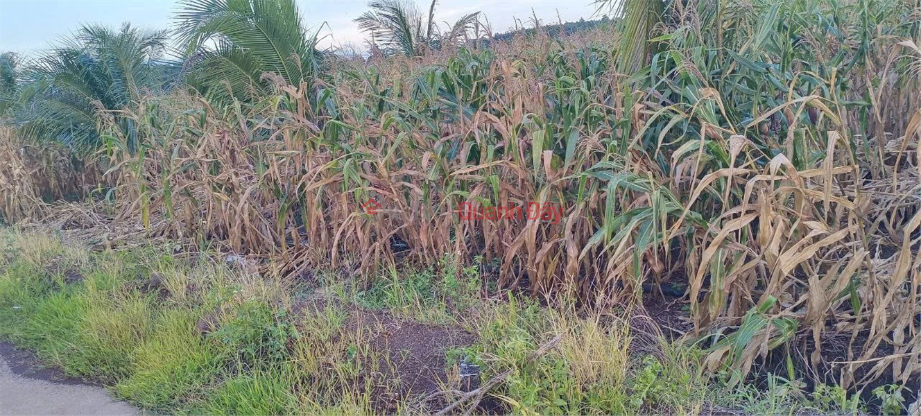 ĐẤT ĐẸP – GIÁ TỐT - Chính Chủ Bán Đất Xã Lang Minh, Huyện Xuân Lộc, Đồng Nai, Việt Nam Bán, đ 500 triệu