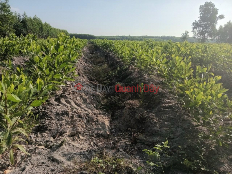 đ 550 Million, BEAUTIFUL LAND - PROFITABLE INVESTMENT - Owner Needs to Sell Land Lot in Xuan Tam Commune, Xuan Loc, Dong Nai Quickly