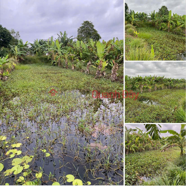 Land for Sale by Owner: 2,011m2 along Provincial Road 944, Cho Moi, An Thanh Trung Commune, An Giang Province Sales Listings