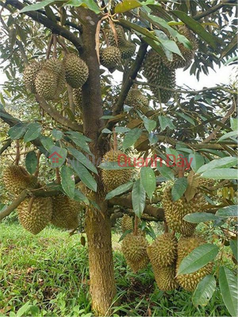 Owner quickly sells durian garden Bu Dang Binh Phuoc 6800m2 1.9 billion _0