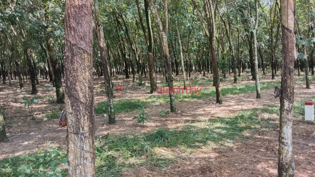 Beautiful Land - Good Price - Owner Sells 3.6 Acres of Rubber Land in Hamlet 5, Minh Lap Commune, Chon Thanh Town, Binh Phuoc Vietnam | Sales | ₫ 14.4 Billion