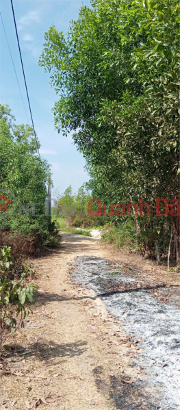PRIME LAND - GOOD PRICE - URGENT SALE OF LAND SUITABLE FOR PERENNIAL CROPS IN TAN PHUOC COMMUNE, LAGI TOWN, BINH THUAN PROVINCE, Vietnam Sales đ 3.2 Billion