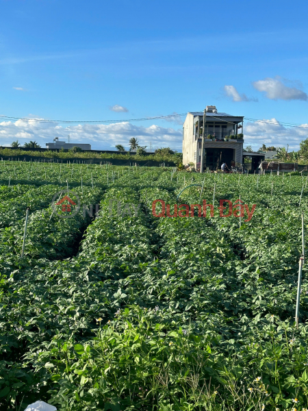 FOR SALE 505m2 LAND IN GROUP 32, LIEN NGHIA TOWN, DUC TRONG - LAM DONG Sales Listings