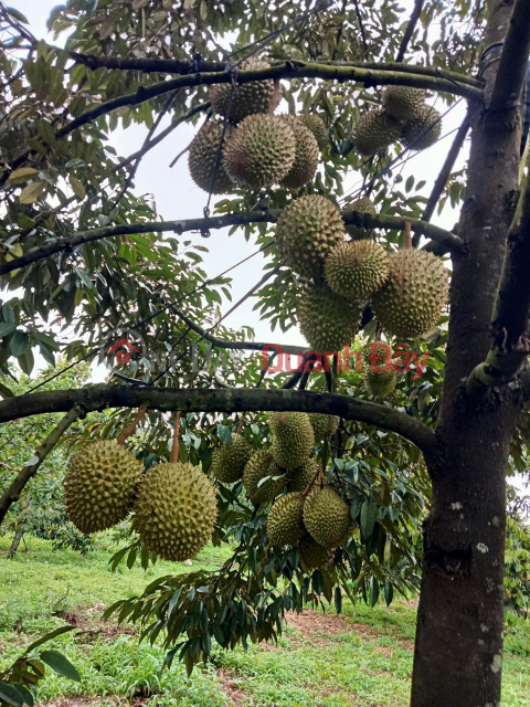 Durian Garden Income 300 Million\/Year, Red Book of Residential Land, Phong Dien _0