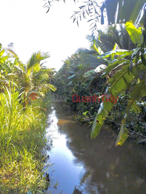 Chính Chủ - CẦN BÁN NHANH LÔ ĐẤT Vườn Dừa Thu Hoạch Hàng Tháng Tại Càng Long, Trà Vinh _0