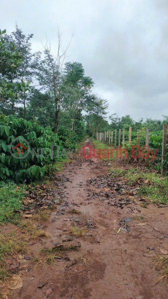 đ 170 Million HOT! Own a plot of land with full residential zoning and concrete road access in Eana commune, Dak Lak province for only 170 million VND.