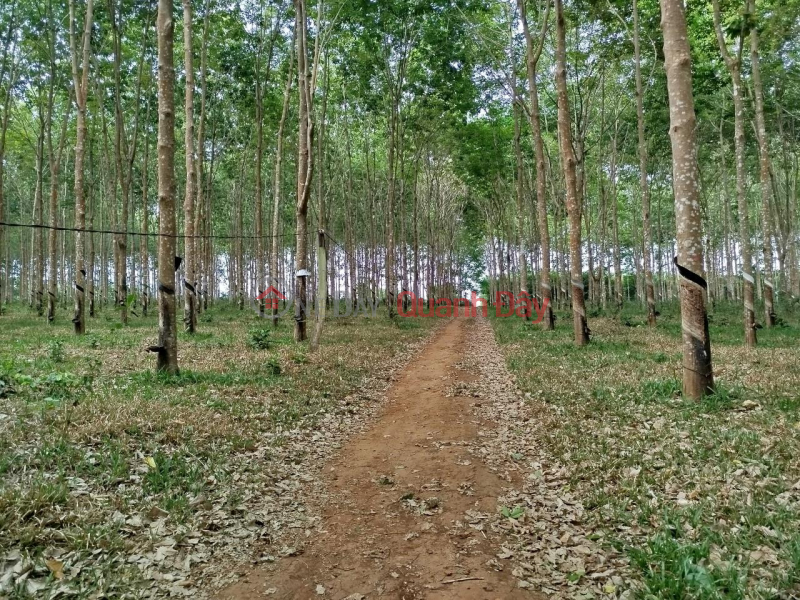 BEAUTIFUL LAND - OWNER FOR SALE 10ha LOT OF LAND IN Dak So Mei Commune, Dak Doa District, Gia Lai Province Sales Listings