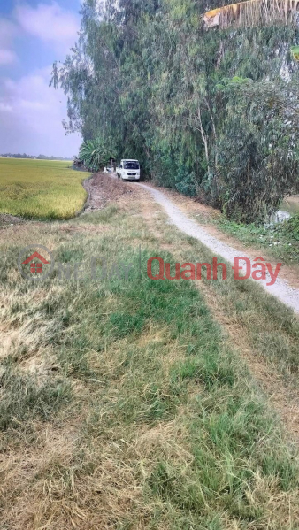 THE OWNER IS SELLING 35 FIELD LAND URGENTLY IN Chau Thanh, An Giang | Vietnam, Sales, đ 6.3 Billion