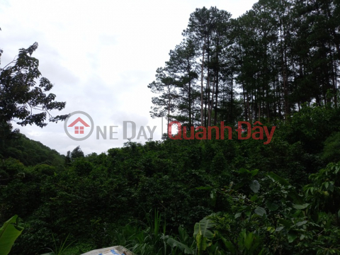 Owner Needs To Sell Land Lot In Beautiful Location In Ward 3 Da Lat City, Lam Dong Province _0