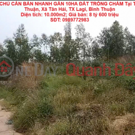OWNER NEEDS TO QUICKLY SELL NEARLY 10HA OF LAND FOR GROWING INDIGO IN LAGI, BINH THUAN - SUPER CHEAP PRICE _0