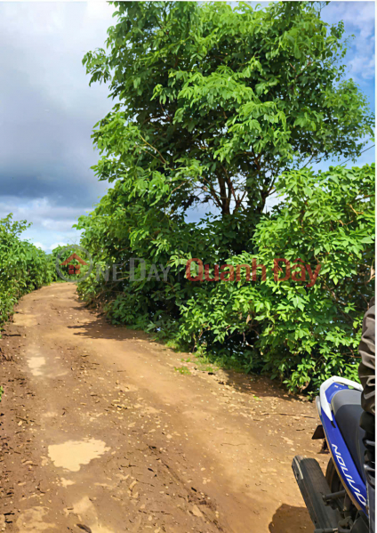 Property Search Vietnam | OneDay | Nhà ở Niêm yết bán, BÁN LÔ ĐẤT ĐẸP – VỊ TRÍ TRUNG TÂM ĐỨC TRỌNG – GIÁ ĐẦU TƯ