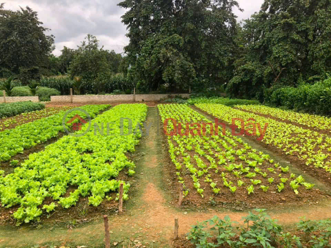 Bán lô đất 513,6m2 ( thổ cư 236m) Thuộc Đội 5 – Xã Thanh Hưng – Điện Biên. _0