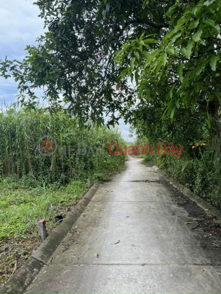 Selling a pair of residential plots near Tuong Vi, My Hoa Ward, Long Xuyen City, An Giang. Sales Listings