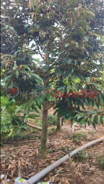 Land for sale: 16 acres of durian plantation with Red Book title deed in Tan Duong, District Road 1, Dong Thap. Sales Listings