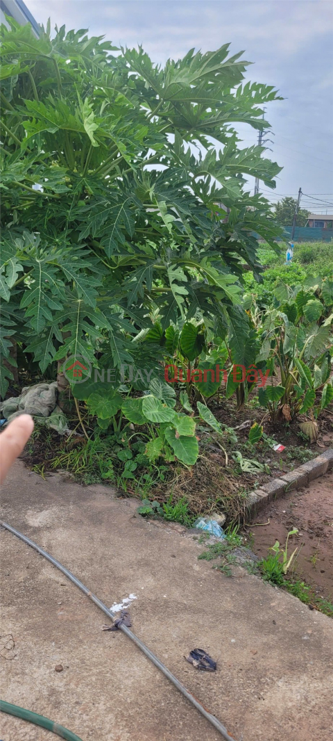 ĐẤT ĐẸP- GIÁ ƯU ĐÃI CHÍNH CHỦ BÁN NHANH LÔ ĐẤT TẠI huyện Thường Tín, tp Hà Nội _0