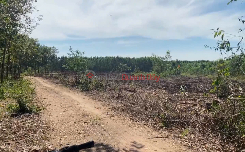 Owner Sells 16ha of Land with 4 Frontages in Tan Phuc Commune, Ham Tan District, Binh Thuan. Price Only 230k\\/m2 | Vietnam | Sales | đ 36.8 Billion
