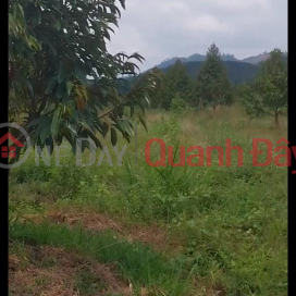 BEAUTIFUL LAND - EXTREMELY SHOCKING PRICE - OWNER NEEDS TO SELL 3 LOT OF LAND in Cat Tien, Lam Dong _0