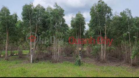 Owner Sells 2,263m2 Eucalyptus Land on Road No. 24, Tan Xuan Commune, Ham Tan District _0