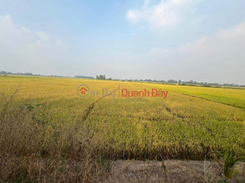 BEAUTIFUL LAND - GOOD PRICE - For Quick Sale Land Lot Location In An Chau Town - Chau Thanh - An Giang Sales Listings