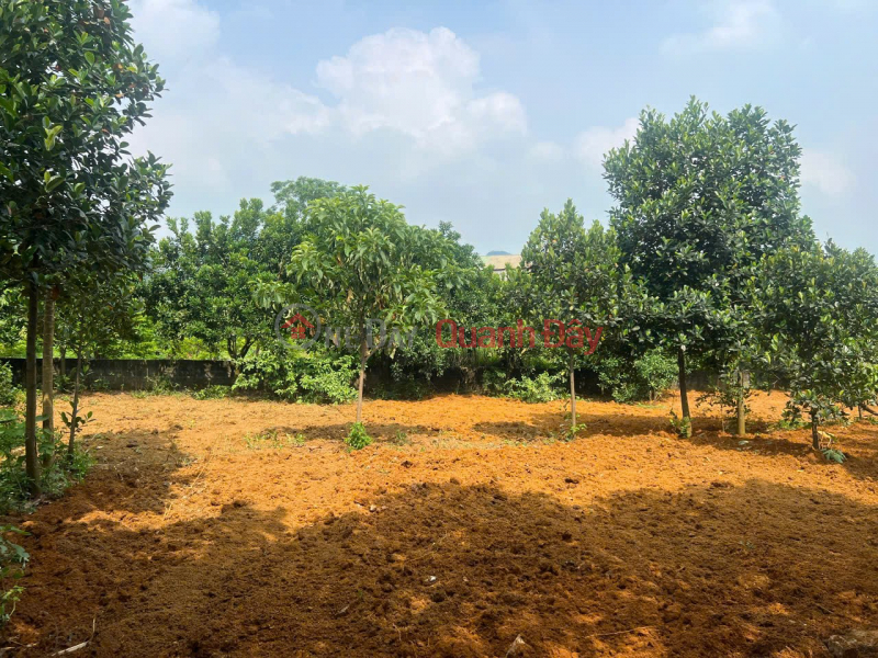 Property Search Vietnam | OneDay | Residential | Sales Listings | BEAUTIFUL LAND - GOOD PRICE - Need to Sell Quickly Land Lot in Prime Location in Thuy Xuan Tien, Chuong My District