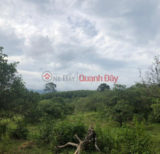 Urgent sale of land lot frontage of Street 18, Lac Thuan Quarter, Lac Tanh Town, Tanh Linh District, Binh Thuan Province Vietnam | Sales | đ 24 Billion