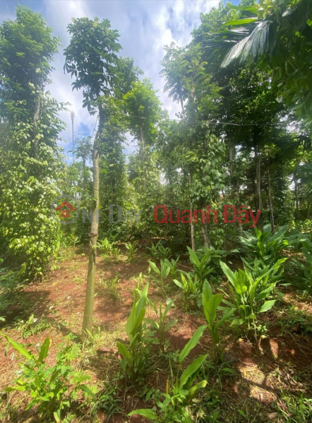 Chính chủ bán đất Cư Kuin, Đắk Lắk - Mặt tiền bê tông, nở hậu 26m - Sổ đỏ đầy đủ, giá tốt Việt Nam, Bán | đ 1,3 tỷ